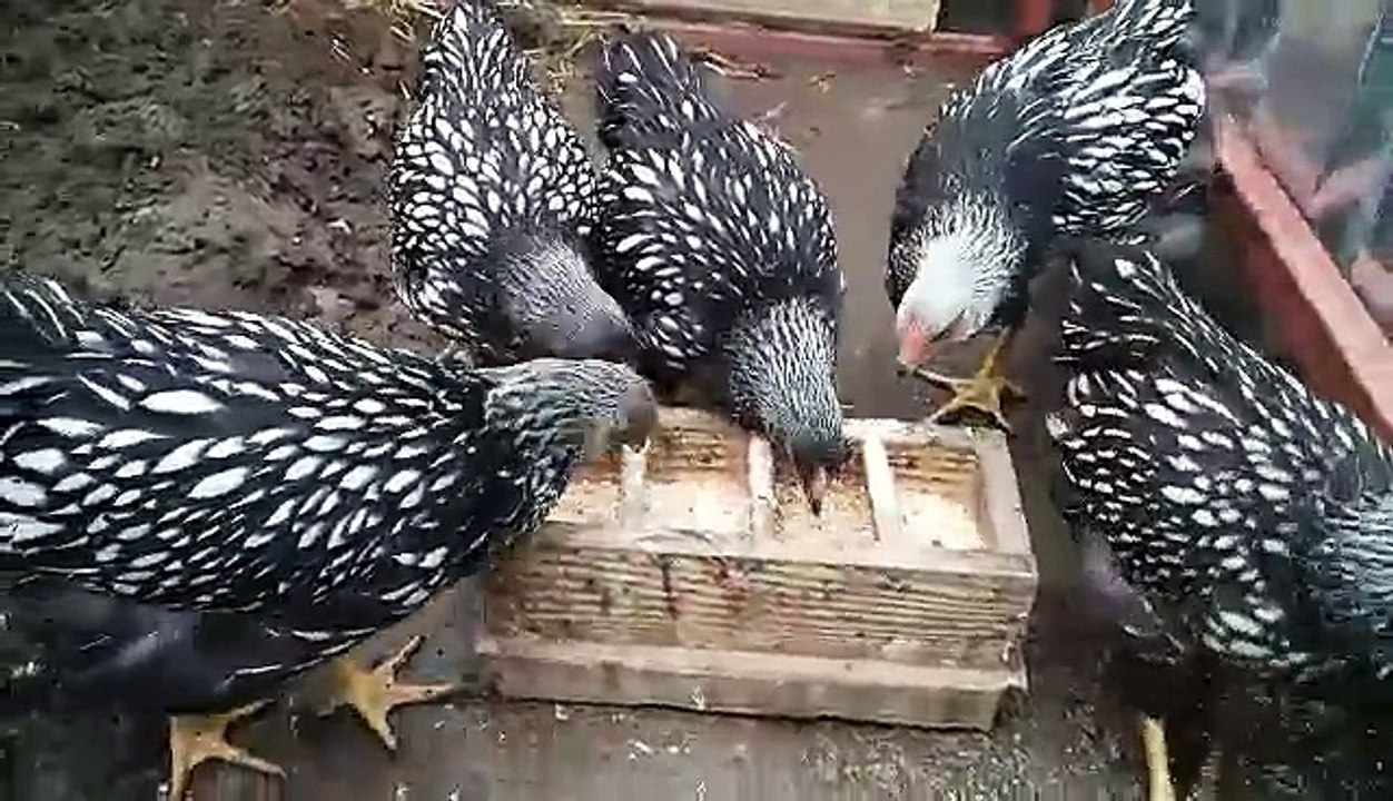 Silver Laced Chickes 3 months old by Taimoor...