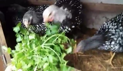 SİLVER LACED WYANDOTTE 2 BY TAIMOOR...