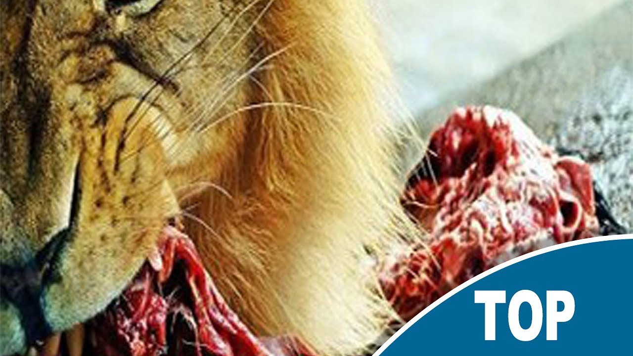 TOP 11 Động vật nguy hiểm nhất ăn thịt đồng loại - Top Animal - Dangerous animals eating their fellow - creature