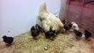 Hen with her Chicks by Taimoor...