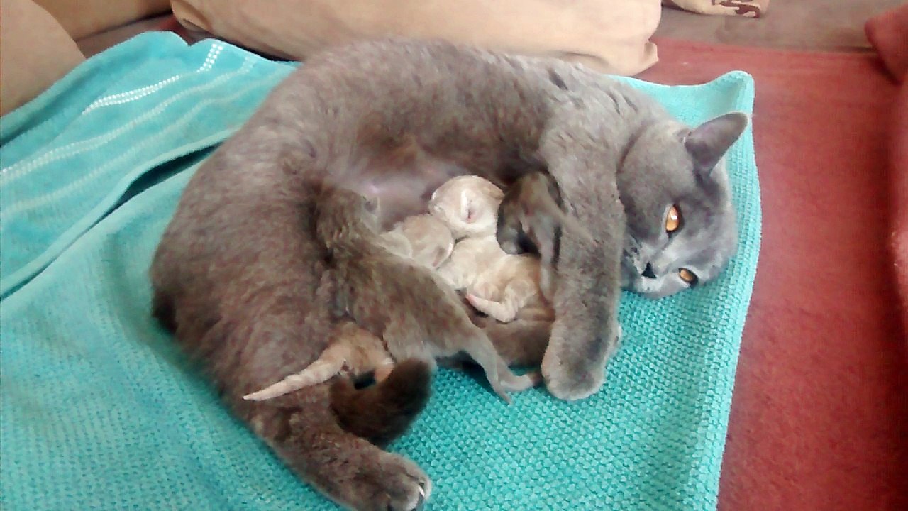 Scottish Straight mit Kitten