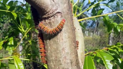 8 Mẹo trị ngứa sâu róm hiệu quả