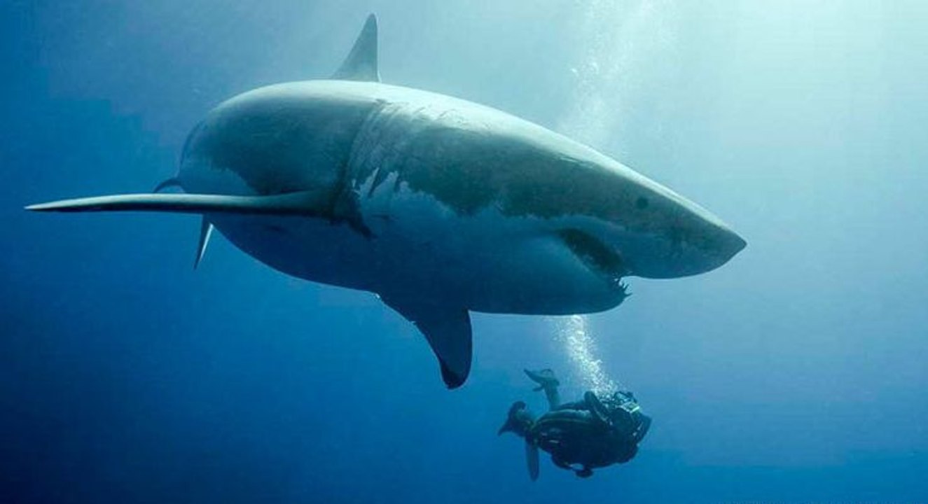 Monstres Marins HD - Plongée avec le Grand Requin Blanc (2014)