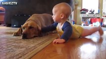 Cute Dogs and Babies Crawling Together - Adorable babies Compilation-IEEo5pIKeY0