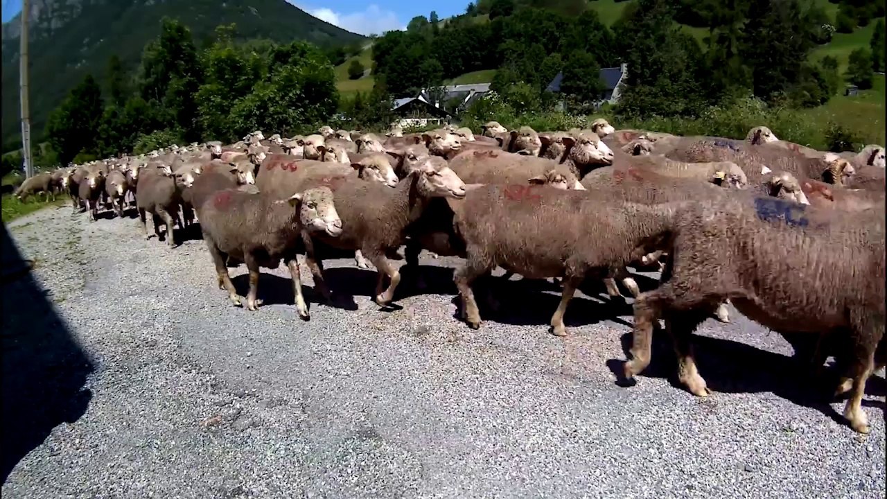 Le pen, Macron et nous les moutons!Par Marco Paolo