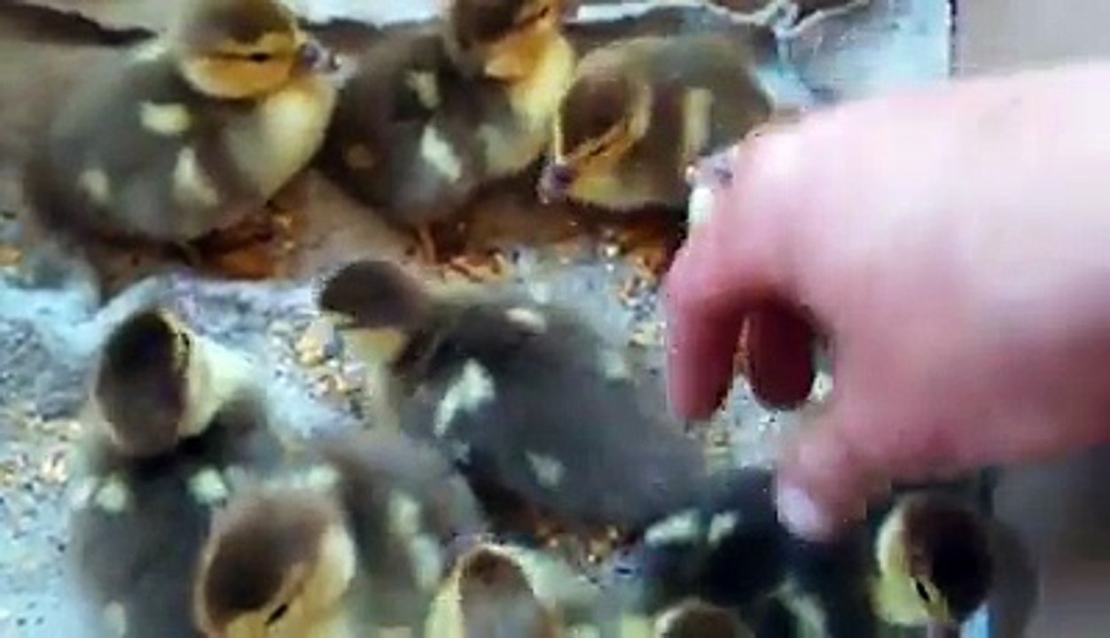 New ducklings By Taimoor...