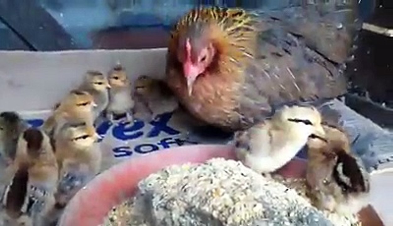 Gold sabelpoot hen with chicks by Taimoor...