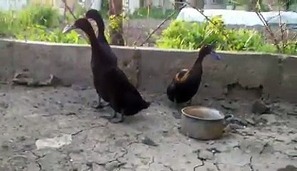 Ducks eating egg shells By Taimoor...