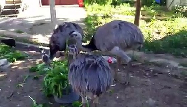 Ostrich eating feed 2 Amazing video By Taimoor...