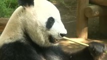 Japan freut sich über Panda-Nachwuchs
