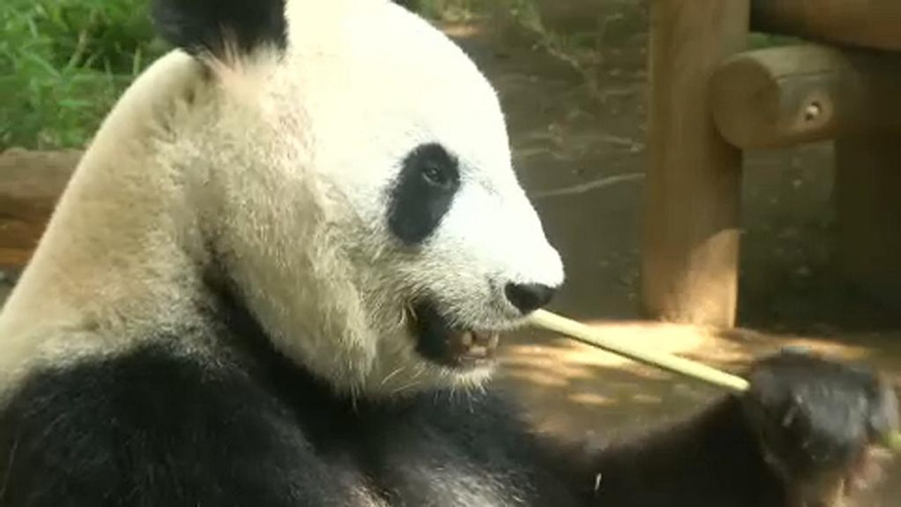 Japan freut sich über panda-nachwuchs
