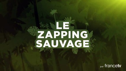 Le castor transforme complètement le pays