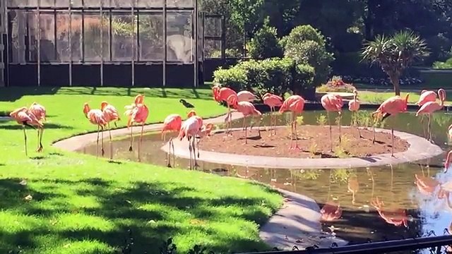 De Wever inaugure le Zoo d'Anvers et imite le flamand rose c'est unique!