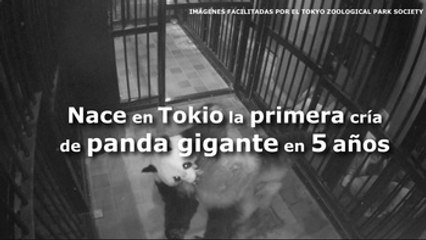Nace en Tokio la primera cría de panda gigante en cinco años