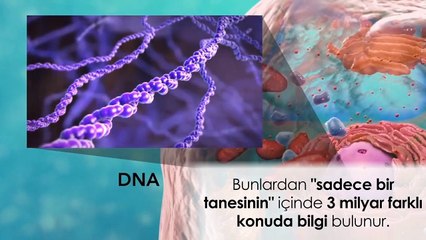 Vücudun gizli hazinesi; DNA