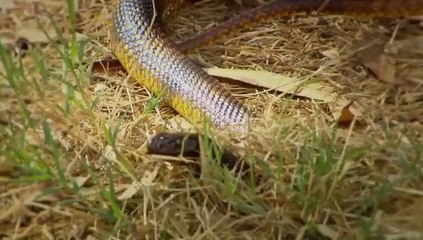 Belgesel - 72 Ölumcül Hayvan - 2 Hızlı ve Öfkeli