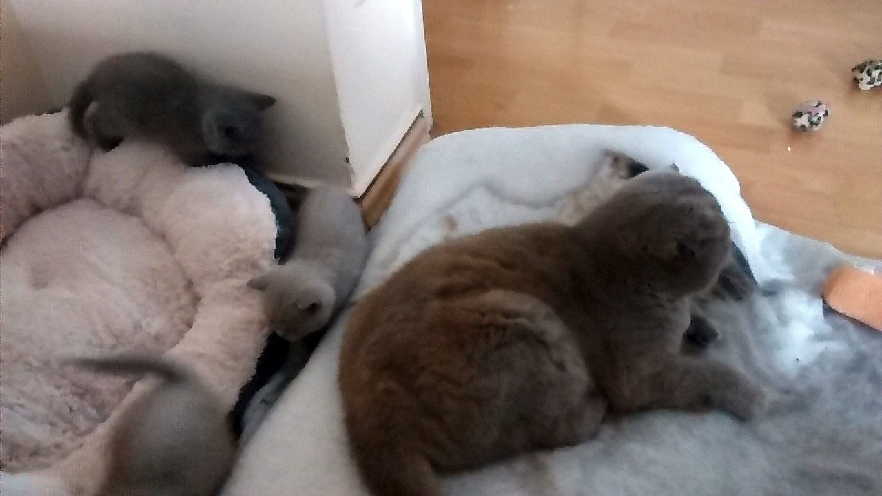 süße Scottish Straight / Fold - BKH Kitten spielen