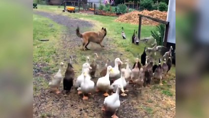 Ce chien est vraiment un très bon gardien de canard !