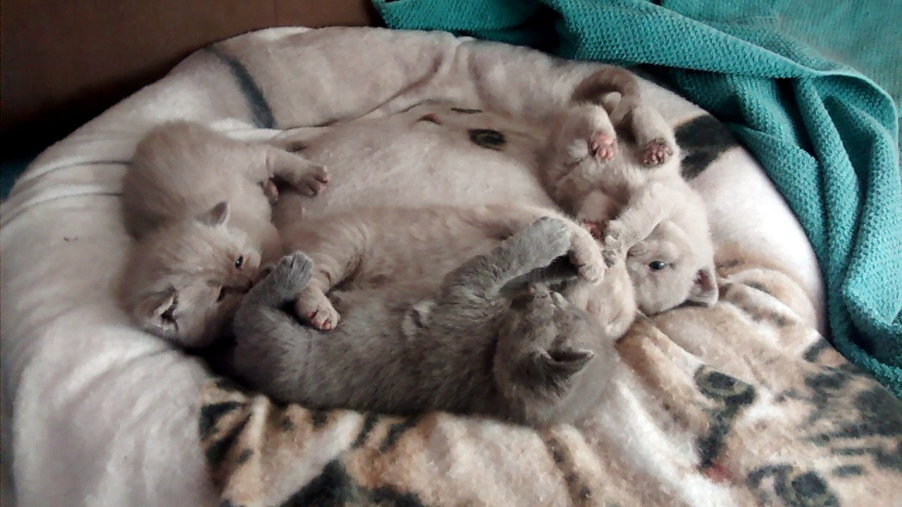 süße Katzen Kitten beim spielen