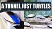Japan construct tunnels for turtles to pass safely at railway tracks | Oneindia News
