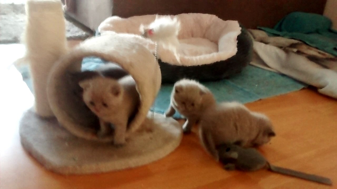 kleine süße Katzen Kitten beim spielen