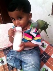 Very Funny Parrot And Child