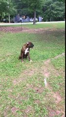 Un chien vs une voiture à l'arrêt