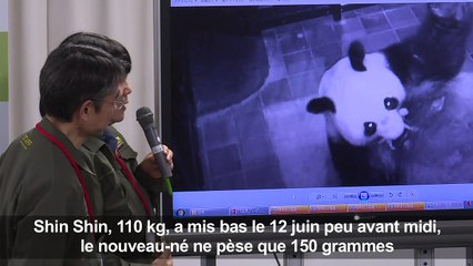 Naissance d'un panda dans un zoo au Japon