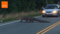 What Happens When Gators Get Lost?