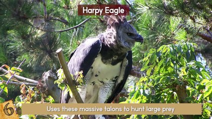 DEADLIEST Creatures Of The Amazon!!!