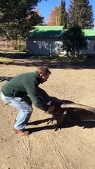 Une rencontre entre un Condor et l'homme qui lui a sauvé la vie lorsqu'il était petit