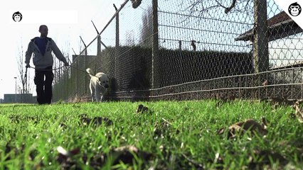 Pendant ce temps Veeweyde cherche toujours un maître pour Mon Gros