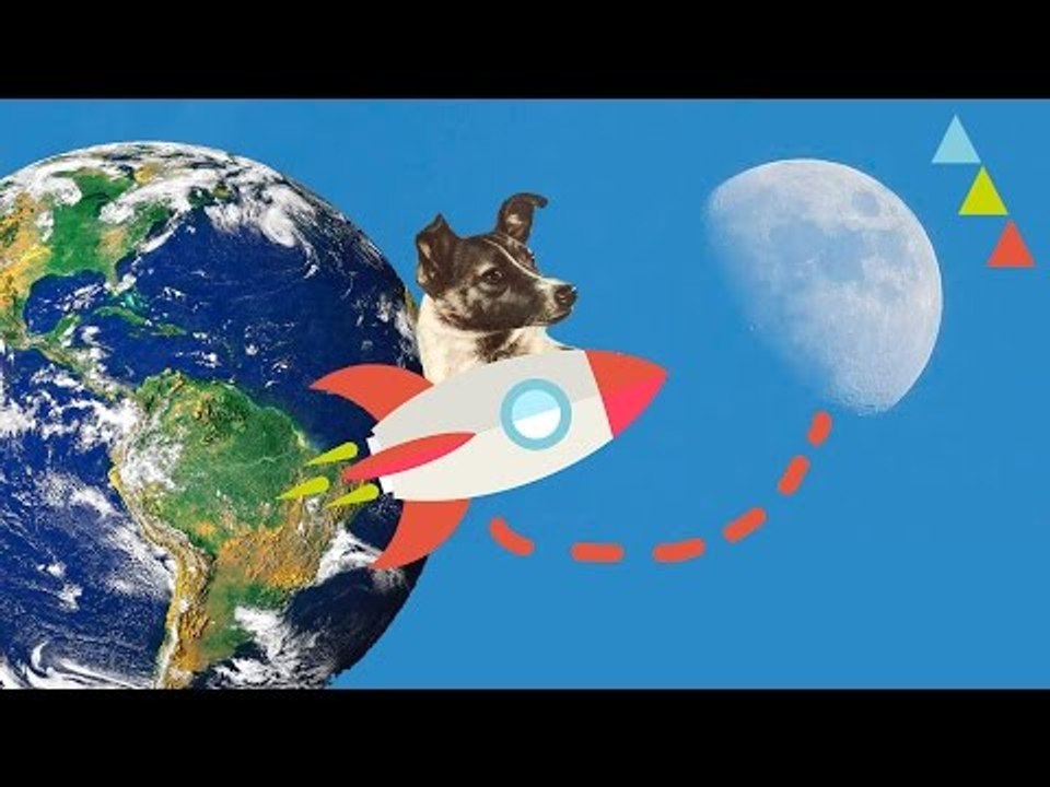 ANIMALES que conquistaron el espacio