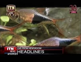 itn news 9.30 12:06:2017