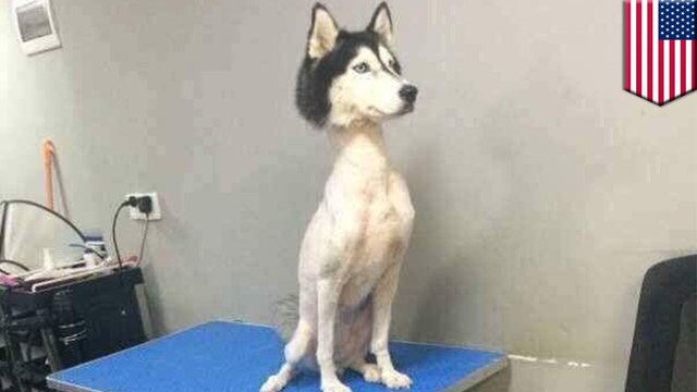 Viral photo of shaved husky sends Twitter into an absolute frenzy