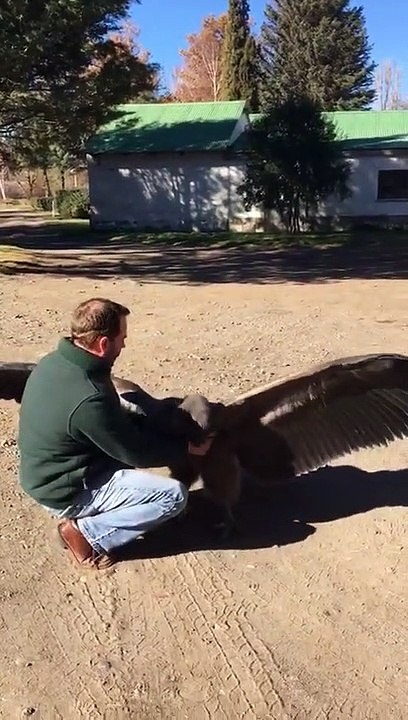 Un condor reconnaît et remercie l'homme qui l'a sauvé !