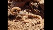 SCARY! 4 Types of scorpions crawling around the Valley - ABC15