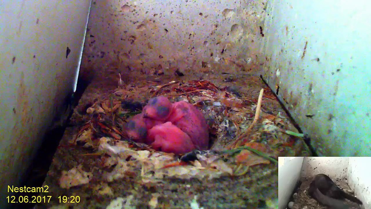 Mauersegler Nestcam 2017 - 12. Juni 19:14