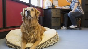 Where ‘Bring Your Dog To Work’ Day Is Every Day