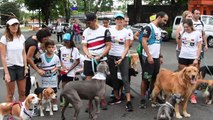 Costa Rica puso en vigor ley contra maltrato animal