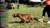 Top Best Video of APBT - American Pitbull Terier