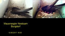 Mauersegler Nestcam 2017 - 12. Juni 19:35