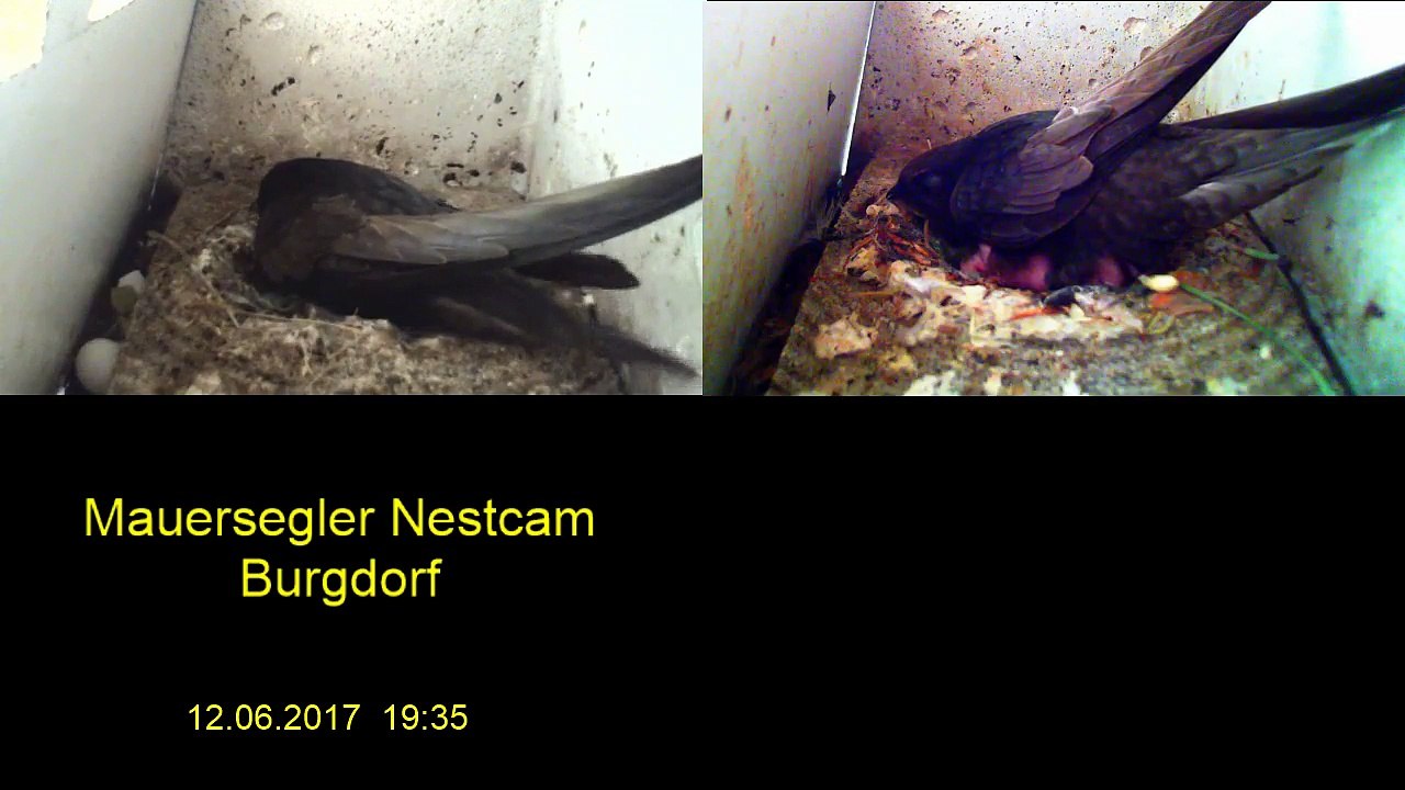 Mauersegler Nestcam 2017 - 12. Juni 19:35