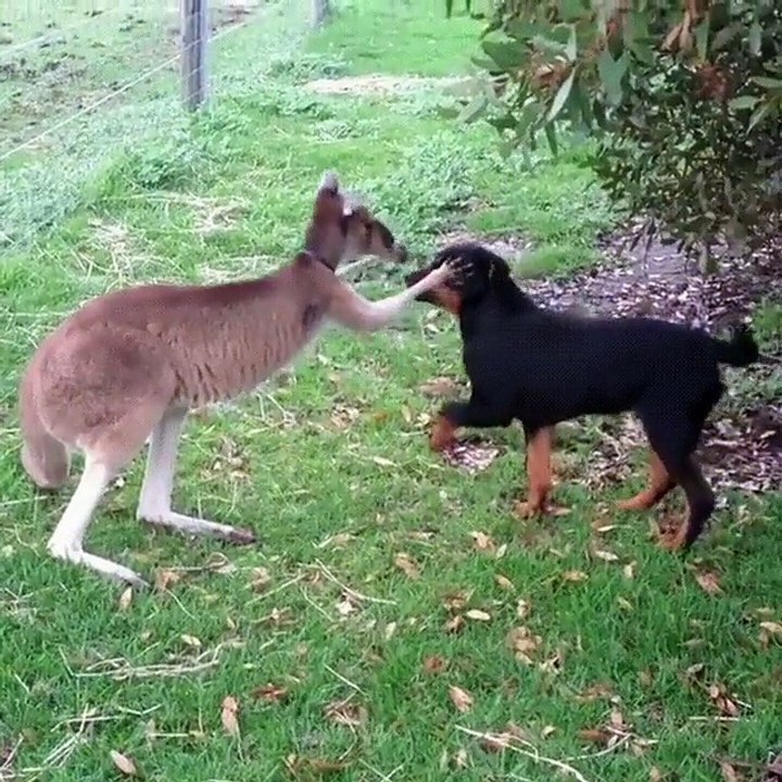 best friends is my dog