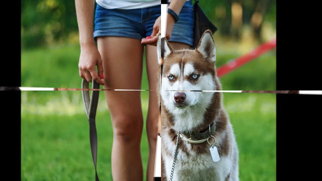 The Fetching Pet LLC - (415) 613-2089