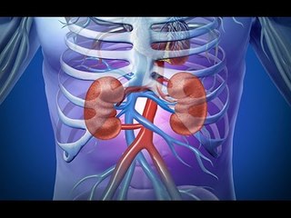 Qu'est-ce que la créatinine ? Quelles sont les normes ?