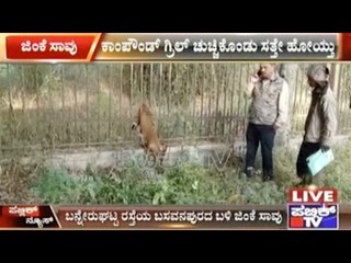 Stray Deer Dies In Bannerughatta