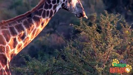 GIRAFFE- Animals for children. Kids videos. Kindergarten - Preschool learning - YouTube