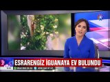 Kuzguncuk'un Esrarengiz İguanası artık Darıca hayvanat bahçesinde