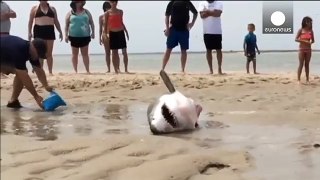 Que faire face à un requin blanc échoué vivant sur une plage???